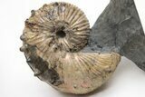 Iridescent Hoploscaphites Ammonite Fossil - Montana #209695-3